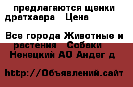 предлагаются щенки дратхаара › Цена ­ 20 000 - Все города Животные и растения » Собаки   . Ненецкий АО,Андег д.